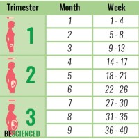 33 Weeks Pregnant Is How Many Months Chart