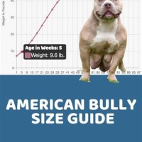 American Bully Puppy Growth Chart