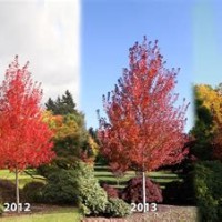 Autumn Blaze Maple Growth Rate Chart
