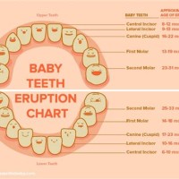 Baby Teeth Chart Order