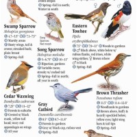 Birds Of Wisconsin Chart