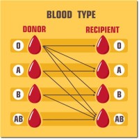 Blood Type Donation Flowchart