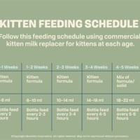 Bottle Baby Kitten Feeding Chart