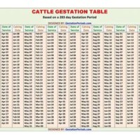 Cow Gestation Period Chart