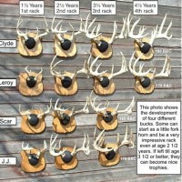 Deer Antler Age Chart