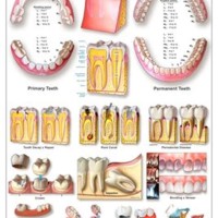 Dental Charts For Patient Education