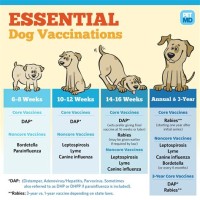 Dog Vaccination Chart Canada
