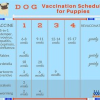 Dog Vaccine Schedule Chart Philippines