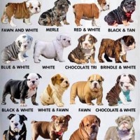 English Bulldog Colour Chart
