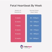 Fetal Heart Rate By Week Chart Twins
