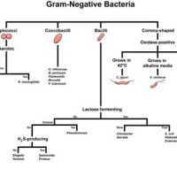 Gram Negative Rod Bacteria Flow Chart