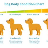 Healthy Dog Size Chart