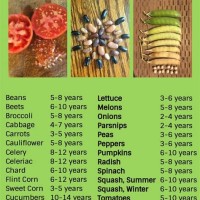 How Long Do Vegetable Seeds Last Chart