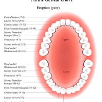 Human Dental Tooth Chart