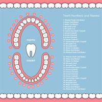 Human Dental Tooth Number Chart