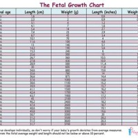 Indian Baby Weight Chart During Pregnancy