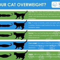 Is My Cat Overweight Chart