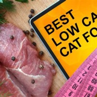 Low Carb Dry Cat Food Chart