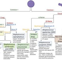 Microbiology Gram Positive Cocci Flow Chart