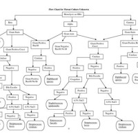 Microbiology Unknown Flow Chart Template