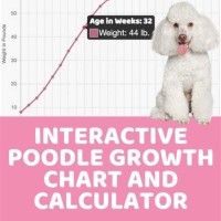 Miniature Poodle Weight Chart Kg