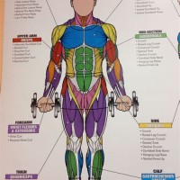 Muscle Charts Of The Body