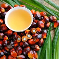 Palm Oil Charter