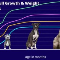 Pitbull Dog T Chart