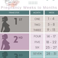 Pregnancy T Chart Month By