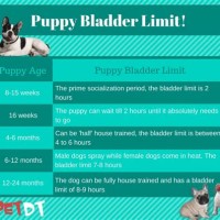 Puppy Bladder Control Age Chart