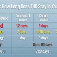 Thc Leaving Your System Chart