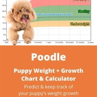 Toy Poodle Weight Chart Kg