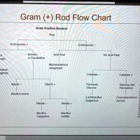 Aerobic Gram Positive Rods Identification Flow Chart