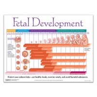 Baby Progression Chart Week By