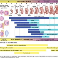 Baby Size Chart Pregnancy