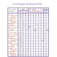 Biochemical Test Chart For Gram Positive Bacteria