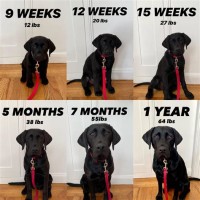 Black Labrador Retriever Size Chart