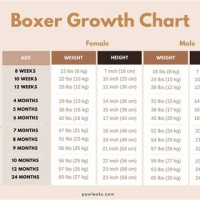 Boxer Dog Food Chart