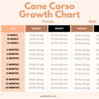 Cane Corso Growth Chart