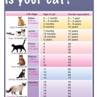 Cat Weight Chart By Age