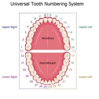 Dental Tooth Numbering System Chart