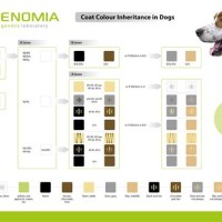 Dog Color Geics Chart