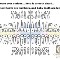 Easy Way To Learn Dental Charting