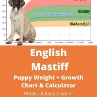 English Mastiff Puppy Growth Chart
