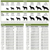 Female German Shepherd Puppy Growth Chart