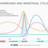 Female Hormone Cycle Chart Testosterone