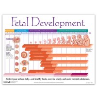Fetal Development Week By Chart