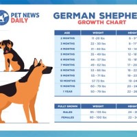 German Shepherd Growth Chart Male