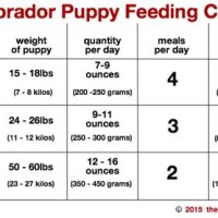 Lab Puppy Food Chart