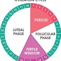 Menstrual Cycle Ovulation Chart
